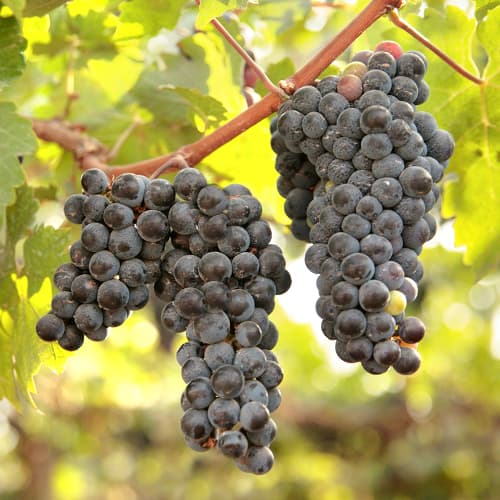 Hrozno New York Muscat, Р9 obrázok 1 artikel 6959