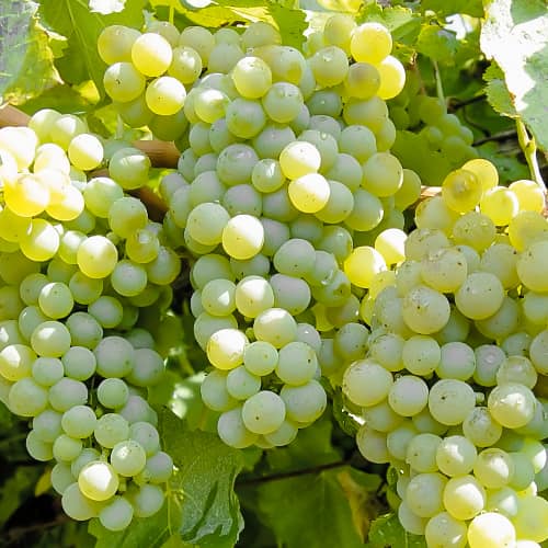 Hrozno Ontario, P9 obrázok 1 artikel 6956