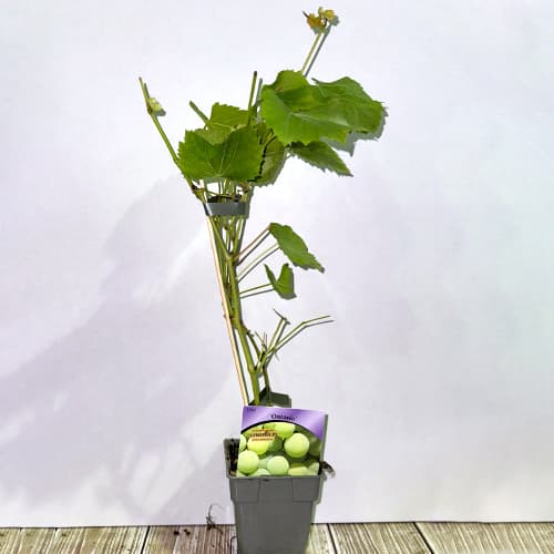 Hrozno Ontario, P9 obrázok 2 artikel 6956