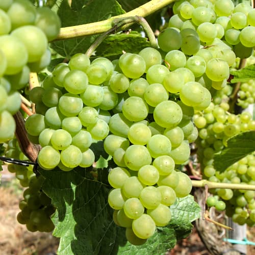 Hrozno Perła Zalii obrázok 1 artikel 5564