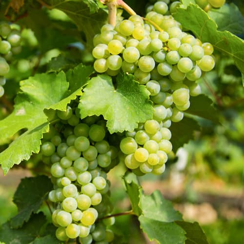 Hrozno Prim obrázok 1 artikel 5565