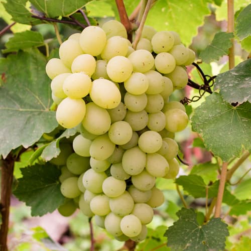 Hrozno Refren obrázok 1 artikel 4896