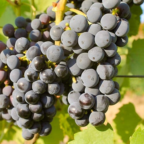 Hrozno Regent obrázok 1 artikel 4901