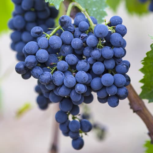 Hrozno Rondo obrázok 1 artikel 6958