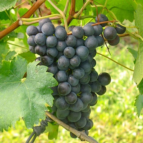 Hrozno Saint Laurent obrázok 1 artikel 4902