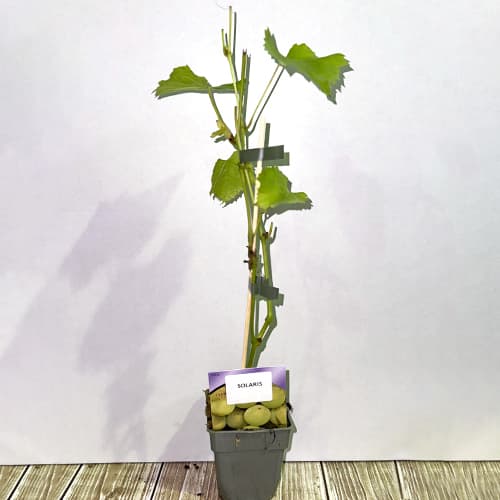 Hrozno Solaris, P9 obrázok 2 artikel 6951