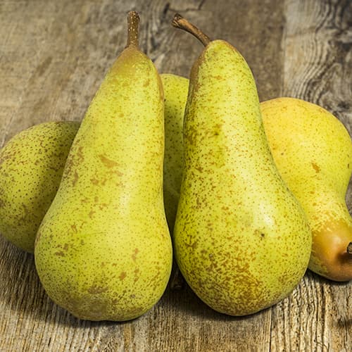 Hruška Abate Fetel, C2 artikel fotografia 1 Hruška Abate Fetel, C2 obrázok 1 artikel 9684