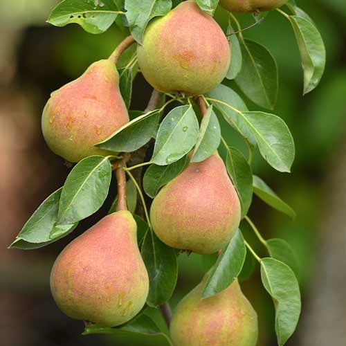 Hruška (columnar) Santa Maria obrázok 1 artikel 2021