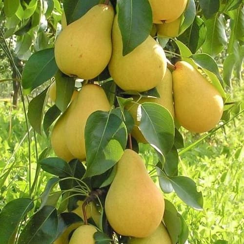 Hruška stĺpovitá Decora, С2 obrázok 1 artikel 1905