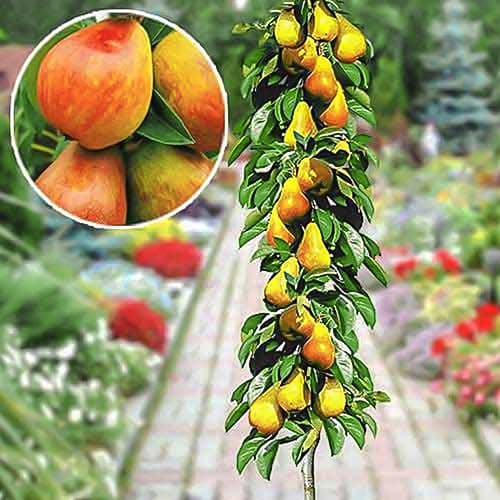 Hruška stĺpovitá skorý obrázok 1 artikel 1904