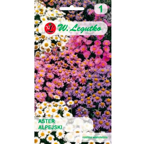 Hviezdnica alpská levanduľovo modrá obrázok 1 artikel 78596