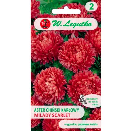 Hviezdnica čínska trpaslík Milady Scarlet obrázok 1 artikel 69559