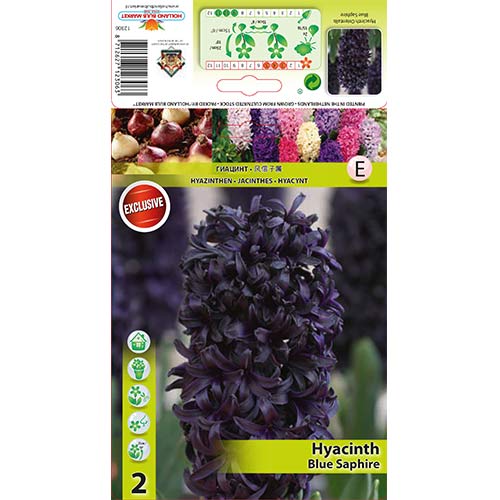 Hyacint Blue Saphire obrázok 1 artikel 67358