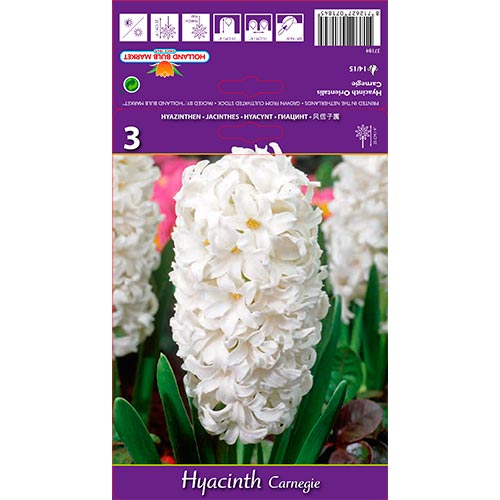 Hyacint Carnegie obrázok 1 artikel 67587