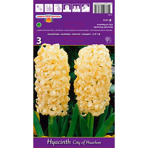 Hyacint City of Haarlem obrázok 1 artikel 67594