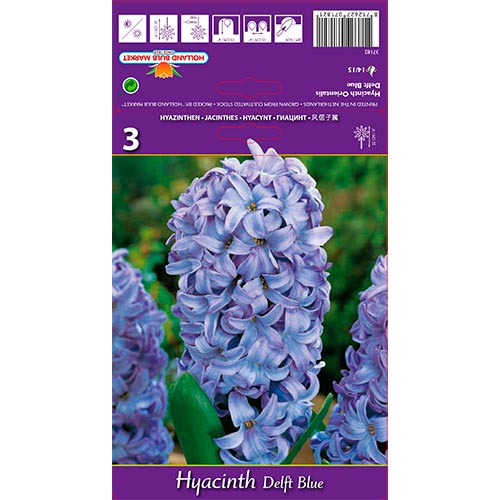 Hyacint Delft Blue obrázok 1 artikel 67359