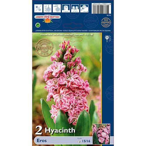 Hyacint Double Eros obrázok 1 artikel 67591