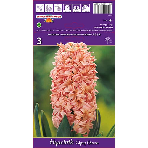 Hyacint Gipsy Queen obrázok 1 artikel 67585