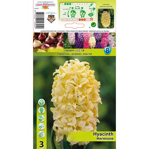 Hyacint Hermione artikel fotografia 1 Hyacint Hermione obrázok 1 artikel 70271