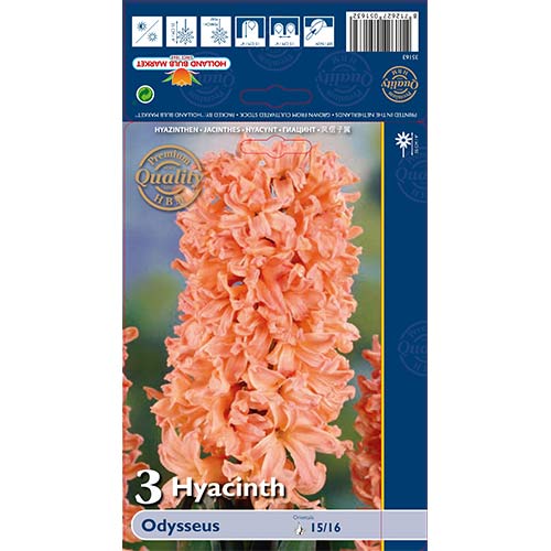 Hyacint Odysseus obrázok 1 artikel 68010