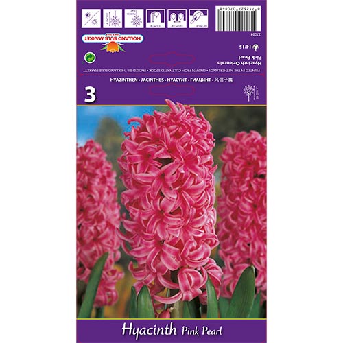 Hyacint Pink Pearl obrázok 1 artikel 67365