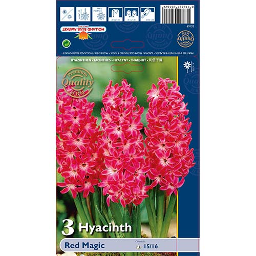 Hyacint Red Magic obrázok 1 artikel 67593