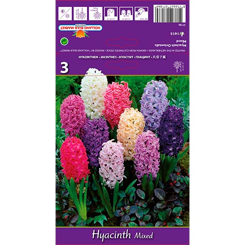 Hyacint Spring Palette, mix obrázok 1 artikel 67598