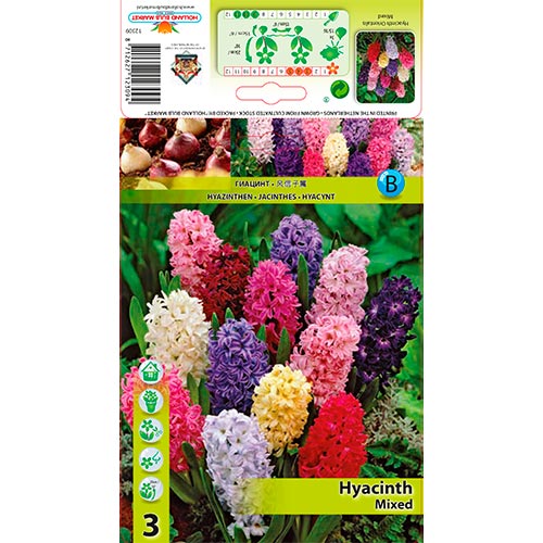 Hyacint východný, mix obrázok 1 artikel 68057