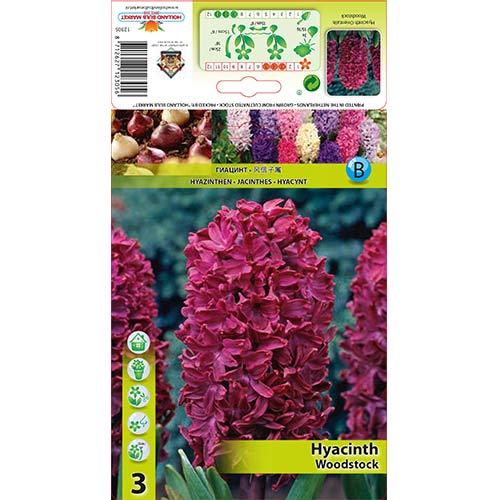 Hyacint Woodstock obrázok 1 artikel 67584