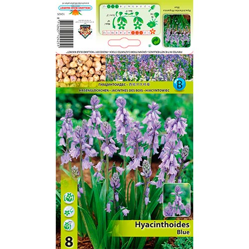 Hyacintovec Blue obrázok 1 artikel 67367