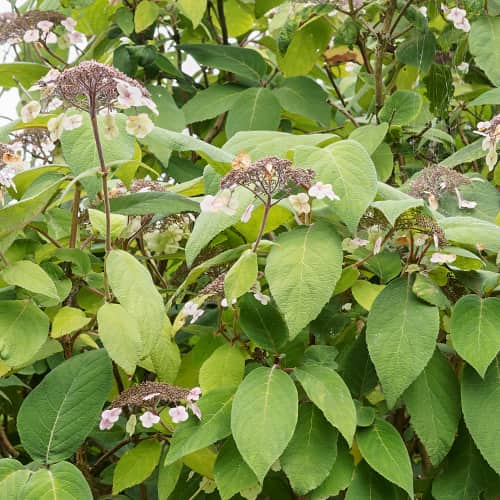 Hydrangea aspera Rosemary Foster, С2 obrázok 1 artikel 7774