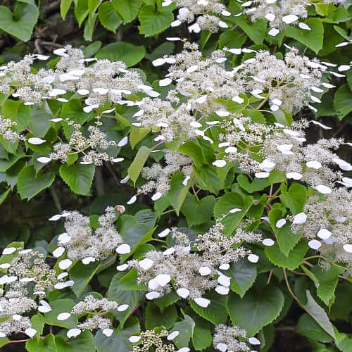 Hydrangea hydr. Moonlight, С2 obrázok 1 artikel 7776