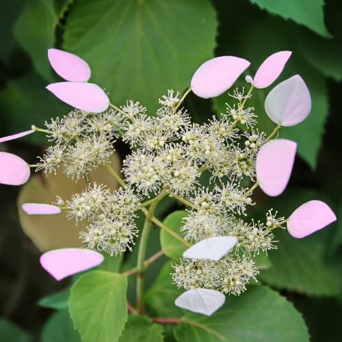 Hydrangea hydr. Roseum, С2 obrázok 1 artikel 7777