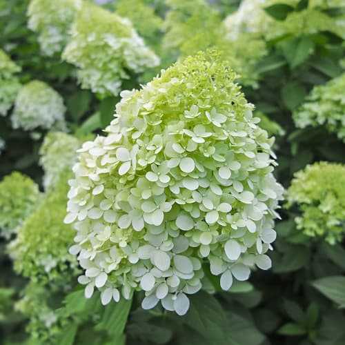 Hydrangea panic. Little Spooky, С2 obrázok 1 artikel 7780