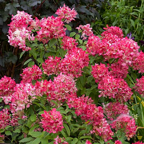 Hydrangea panic.Diamant Rouge Rendia, С2 obrázok 1 artikel 7778