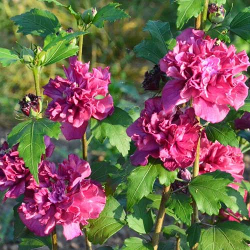 Ibištek French Cabaret Red obrázok 1 artikel 5603