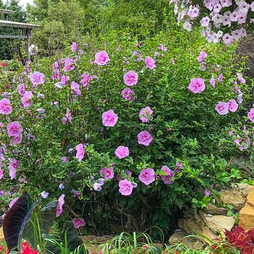 Ibištek Lavander Chiffon obrázok 1 artikel 5604