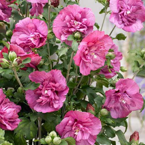 Ibištek Magenta Chiffon artikel fotografia 1 Ibištek Magenta Chiffon obrázok 1 artikel 76643