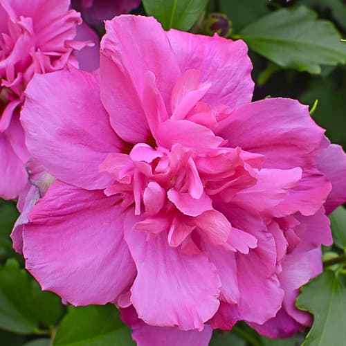 Ibištek Sanchoyo, С2 obrázok 1 artikel 9668