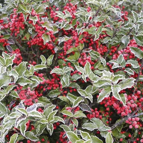 Ilex Blue Princess, C2 obrázok 1 artikel 8551