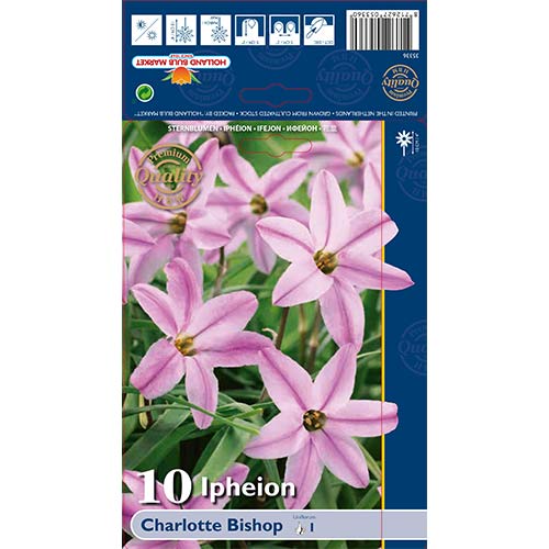 Ipheion Charlotte Bishop obrázok 1 artikel 68013