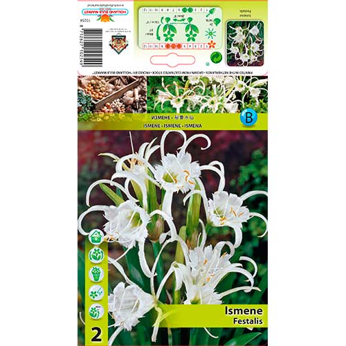 Ismene Festalis artikel fotografia 1 Ismene Festalis obrázok 1 artikel 76294
