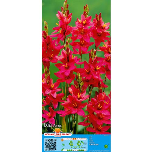 Ixia Venus obrázok 1 artikel 76297