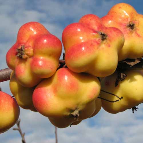 Jablko Apistar obrázok 1 artikel 4850