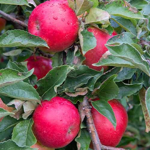 Jablko (columnar) Mars obrázok 1 artikel 2005