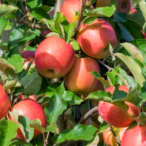 Jablko Tramin obrázok 1 artikel 4854