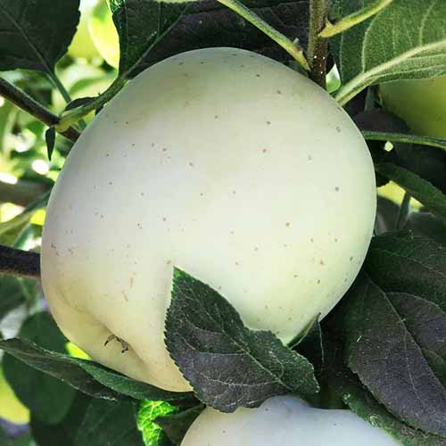 Jablko Willow obrázok 1 artikel 4855