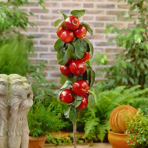 Jabloň stĺpovitá Red River, С2 obrázok 1 artikel 1951