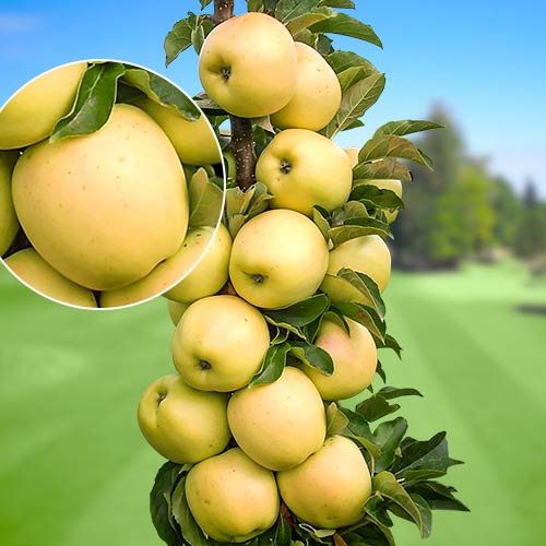 Jabloň stĺpovitá StarGold®, C2 obrázok 1 artikel 1643