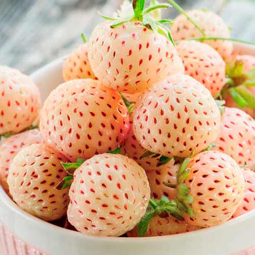Jahoda Ananas artikel fotografia 1 Jahoda Ananas obrázok 1 artikel 5192